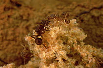 Leafcutter Ant (Trachymyrmex sp) queen and workers in nest chamber, about ten centimeters wide, French Guiana