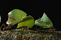 Leafcutter Ant (Atta cephalotes) ants taking leaves to nest, French Guiana