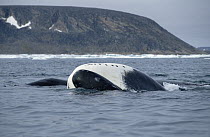 Bowhead Whale (Balaena mysticetus) juvenile basking, Baffin Island, Canada