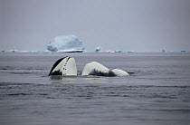 Bowhead Whale (Balaena mysticetus) juvenile basking, Baffin Island, Canada