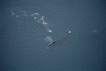 Bowhead Whale (Balaena mysticetus) sex play, Baffin Island, Canada