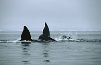 Bowhead Whale (Balaena mysticetus) tails, Isabella Bay, Canada