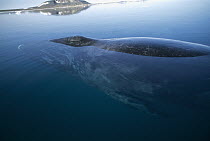 Bowhead Whale (Balaena mysticetus) resting at waters surface, Isabella Bay, Canada