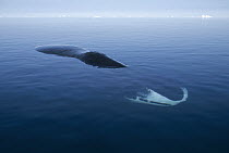 Bowhead Whale (Balaena mysticetus) resting at water surface, Isabella Bay, Canada