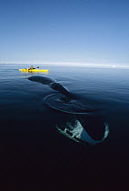 Bowhead Whale (Balaena mysticetus) observed by Canadian biologist Kerry Finley in kayak, Isabella Bay, Baffin Island, Canada