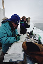Bowhead Whale (Balaena mysticetus) census team, Barrow, Alaska