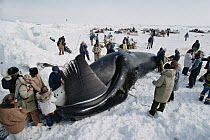 Bowhead Whale (Balaena mysticetus) captured by Inuits who gather around before it is flensed, Barrow, Alaska