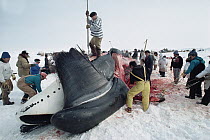 Bowhead Whale (Balaena mysticetus) being flensed by Inuits, Barrow, Alaska