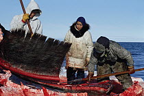 Bowhead Whale (Balaena mysticetus) has baleen removed by Inupiat Eskimos, Barrow, Alaska