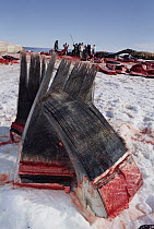 Bowhead Whale (Balaena mysticetus) harvested baleen, Barrow, Alaska