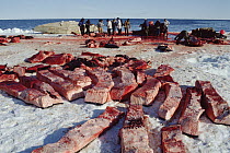Bowhead Whale (Balaena mysticetus) being flensed by Inuits in the background with muktuk, the skin and outermost layer of skin, displayed on snow, Barrow, Alaska