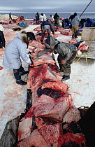 Bowhead Whale (Balaena mysticetus) being flensed by Inuits in background while others load muktuk, the skin and outermost layer of skin, onto sleds, Barrow, Alaska