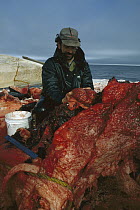Bowhead Whale (Balaena mysticetus) researcher Paul Nader removes brain for study, Barrow, Alaska