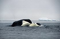 Bowhead Whale (Balaena mysticetus) pair nuzzling each other, Isabella Bay, Baffin Island, Nunavut Territory, Canada