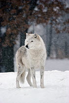 Timber Wolf (Canis lupus) alpha female in snow storm, Minnesota