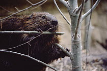 American Beaver (Castor canadensis) cutting branch, Minnesota