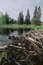 American Beaver (Castor canadensis) repairing dam, Minnesota
