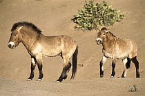 Przewalski's Horse (Equus ferus przewalskii) pair, China
