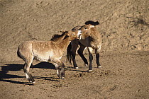 Przewalski's Horse (Equus ferus przewalskii) pair fighting, San Diego Zoo, California
