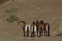 Przewalski's Horse (Equus ferus przewalskii) herd, San Diego Zoo, California