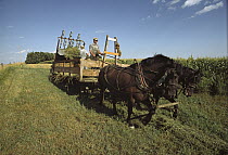 Farming with draft horses, Minnesota