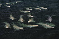 Beluga (Delphinapterus leucas) whale pod molt in freshwater shallows, Northwest Territory, Canada