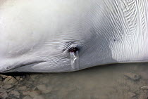 Beluga (Delphinapterus leucas) stranded on shore awaits incoming tide, cries to protect eyes while out of water, Canadian Northwest Territories