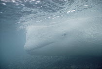 Beluga (Delphinapterus leucas) stranded in shallow water, Northwest Territories, Canada