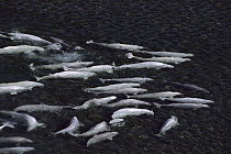Beluga (Delphinapterus leucas) whale pod molt in freshwater shallows, Northwest Territory, Canada