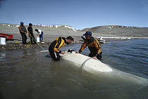 Beluga (Delphinapterus leucas) whale, being tagged with satellite transmitter, Northwest Territories, Canada