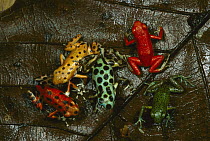 Strawberry Poison Dart Frog (Oophaga pumilio) group showing color variation from different islands of Bocas del Toro, Panama