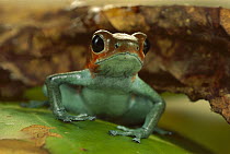 Strawberry Poison Dart Frog (Oophaga pumilio) portrait, Mali
