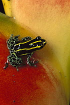 Phantasmal Poison Dart Frog (Epipedobates tricolor) close-up portrait on Heliconia, near Cuenca, Ecuador