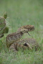 Western Rattlesnake (Crotalus viridis) in defensive posture, South Dakota