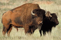 American Bison (Bison bison) male and female, South Dakota
