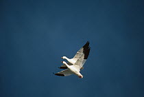 Snow Goose (Chen caerulescens) pair flying, California