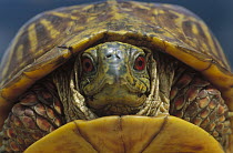Western Box Turtle (Terrapene ornata) retracted in shell, South Dakota