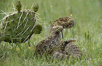 Western Rattlesnake (Crotalus viridis) in defensive posture, South Dakota