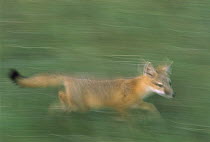 Swift Fox (Vulpes velox) running, South Dakota