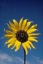 Common Sunflower (Helianthus annuus), South Dakota