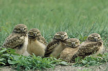 Burrowing Owl (Athene cunicularia) group at burrow entrance, South Dakota