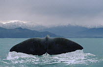Sperm Whale (Physeter macrocephalus) tail