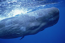 Sperm Whale (Physeter macrocephalus) underwater portrait