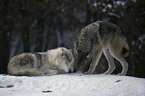 Timber Wolf (Canis lupus) alpha female resting in snow while yearling displays affection to her, Minnesota