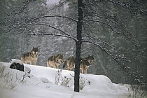 Timber Wolf (Canis lupus) trio standing on snowy hillside, Minnesota