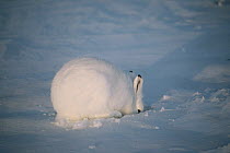 Arctic Hare (Lepus arcticus) digging under snow for food, Ellesmere Island, Nunavut, Canada