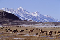 Elk (Cervus elaphus) herd, National Elk Refuge, Jackson Hole, Wyoming