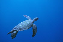 Green Sea Turtle (Chelonia mydas) swimming, Cocos Island, Costa Rica