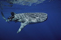 Whale Shark (Rhincodon typus) swimming near surface, Cocos Island, Costa Rica