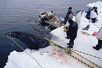 Bowhead Whale (Balaena mysticetus) hunters haul captured whale onto ice, Barrow, Alaska